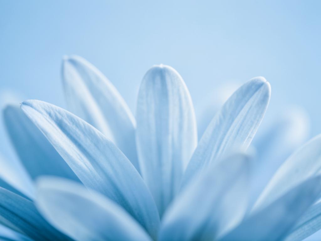 Petal